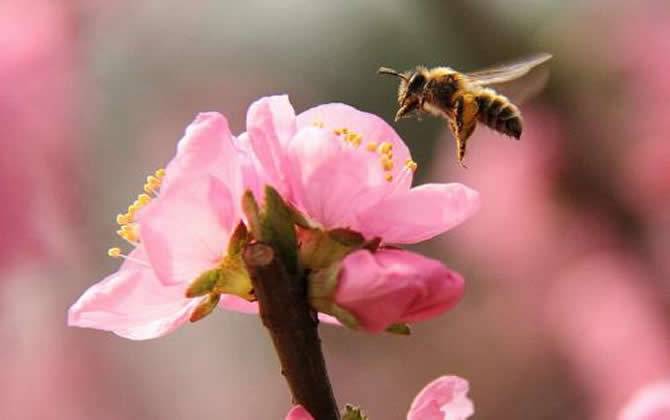急造王臺出的蜂王能要嗎? 急造王臺出的蜂王能要嗎?