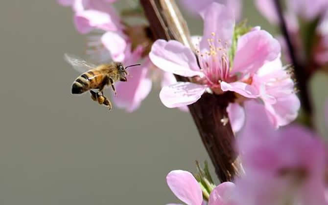 急造王臺出的蜂王能要嗎? 急造王臺出的蜂王能要嗎?