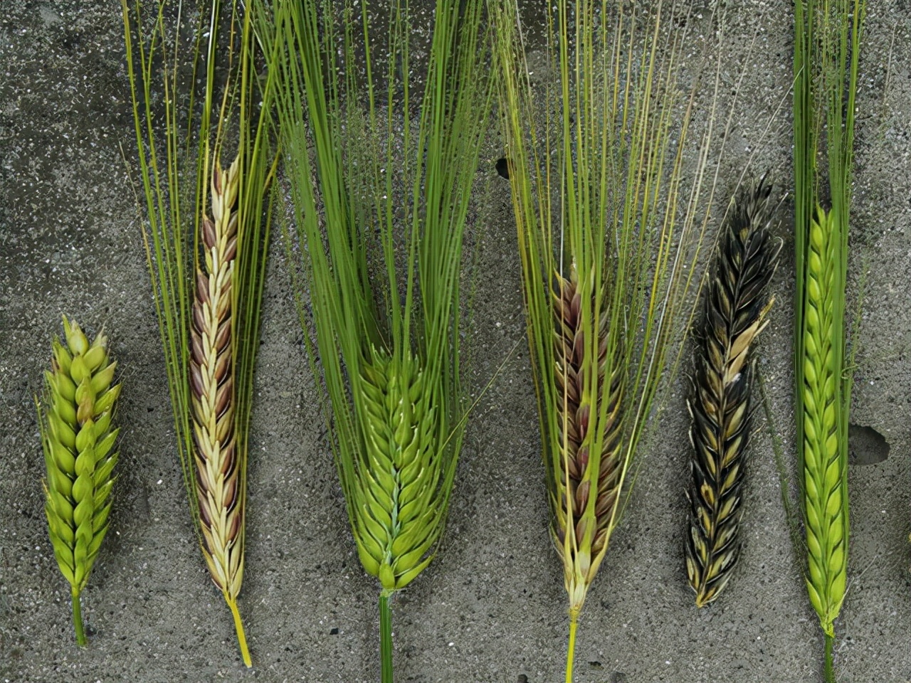 地球上最成功的植物是什么? 地球上最成功的植物,1萬年前操縱智人,占地面積將近10個英國