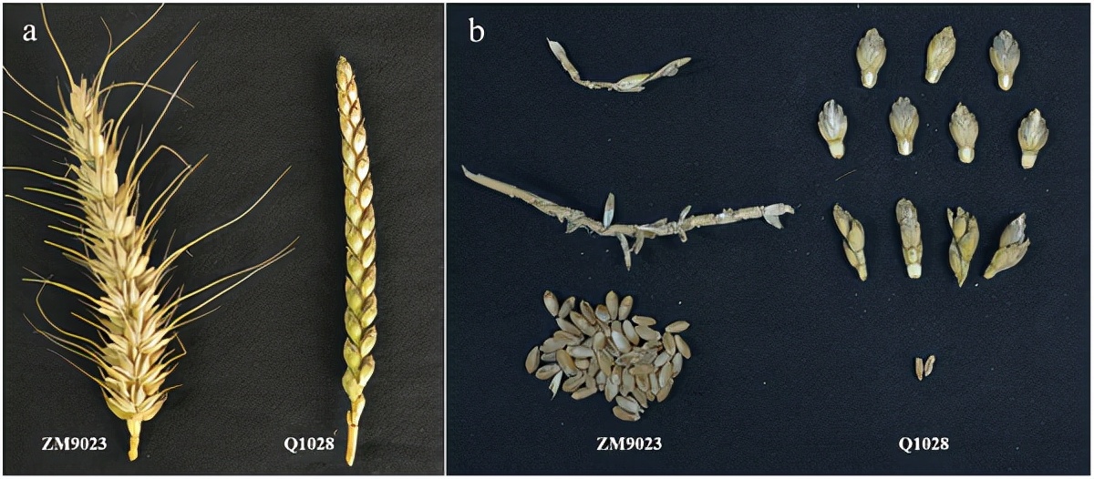 地球上最成功的植物是什么? 地球上最成功的植物,1萬年前操縱智人,占地面積將近10個英國