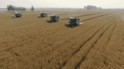 地球上最成功的植物是什么? 地球上最成功的植物,1萬年前操縱智人,占地面積將近10個英國