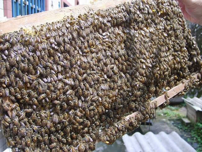 如何檢查蜂群? 如何檢查蜂群?