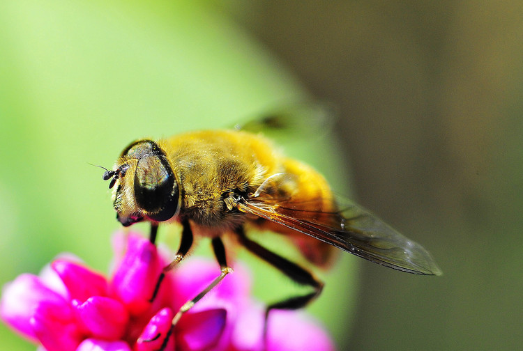 僵尸蜜蜂真的存在嗎？