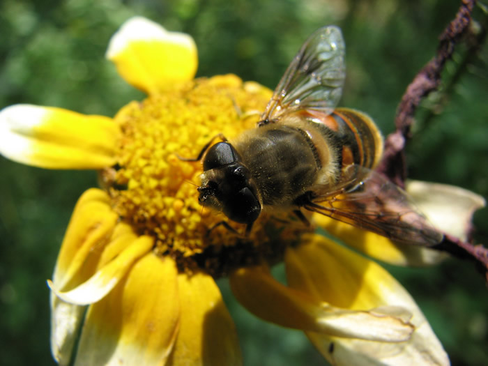 僵尸蜜蜂真的存在嗎？