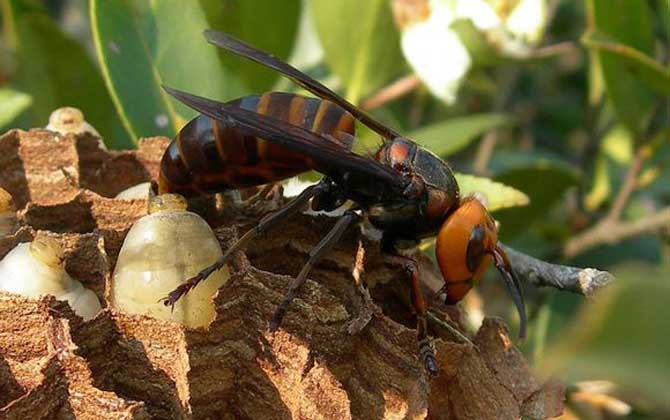 中國大虎頭蜂雄蜂和雌蜂的區別(中國大虎頭蜂怎么分公母) 中國大虎頭蜂雄蜂和雌蜂的區別(中國大虎頭蜂怎么分公母)