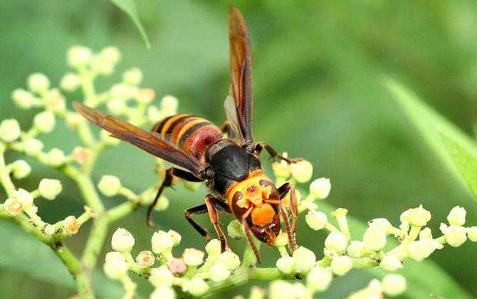 黑尾虎頭蜂多少錢一只(黑尾虎頭蜂市場價) 黑尾虎頭蜂多少錢一只(黑尾虎頭蜂市場價)