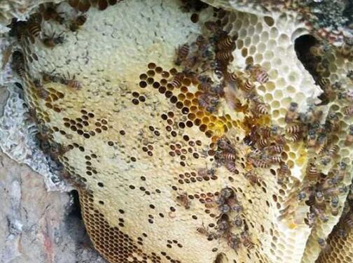 阿壩中蜂愛咬人嗎(為什么中蜂亂咬人) 阿壩中蜂愛咬人嗎(為什么中蜂亂咬人)