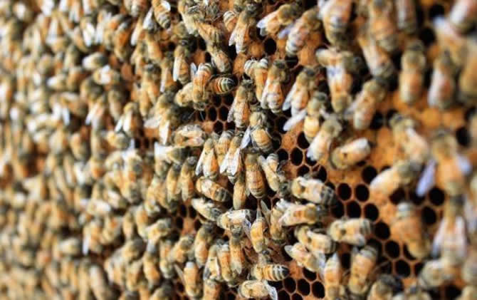 自然分蜂和人工分蜂哪個好(人工分蜂方法) 自然分蜂和人工分蜂哪個好(人工分蜂方法)