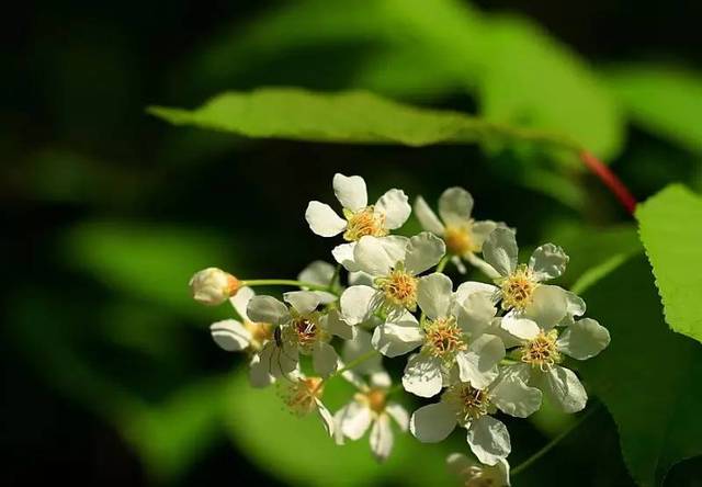 東北什么樹適合養(yǎng)蜂（東北養(yǎng)蜂最適合的蜜源樹種）