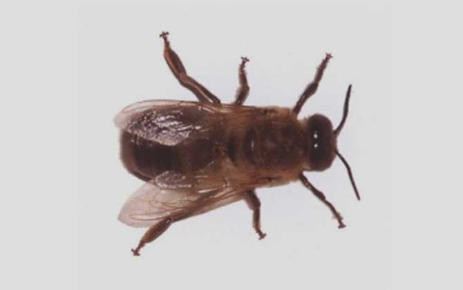 安蜂屬于高加索蜂嗎(安蜂生產性能) 安蜂屬于高加索蜂嗎(安蜂生產性能)