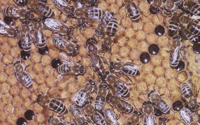 安蜂屬于高加索蜂嗎(安蜂生產性能) 安蜂屬于高加索蜂嗎(安蜂生產性能)