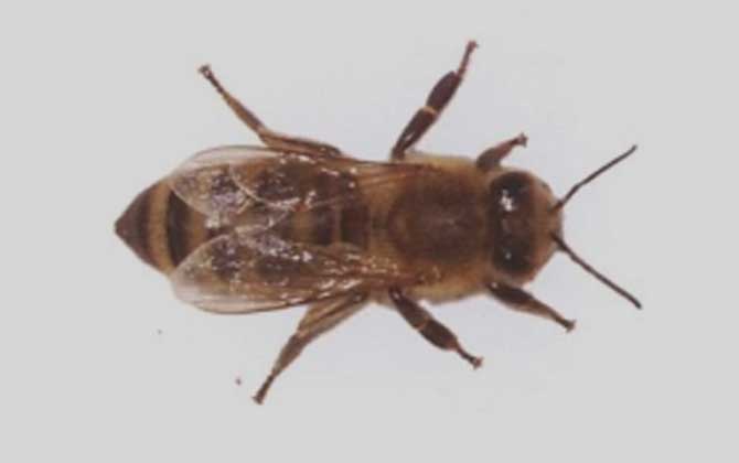 安蜂屬于高加索蜂嗎(安蜂生產性能) 安蜂屬于高加索蜂嗎(安蜂生產性能)