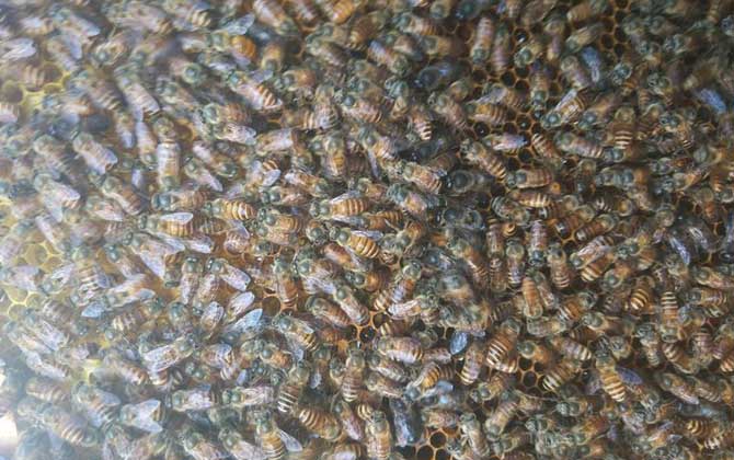 阿壩中蜂一群可分幾群(中蜂一年一群可繁幾群) 阿壩中蜂一群可分幾群(中蜂一年一群可繁幾群)