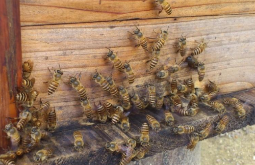 中蜂養殖場地的選擇(養蜂需要什么樣的場地) 中蜂養殖場地的選擇(養蜂需要什么樣的場地)