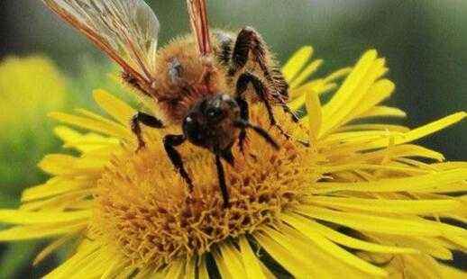 被蜜蜂蜇了是好兆頭嗎? 被蜜蜂蜇了是好兆頭嗎?
