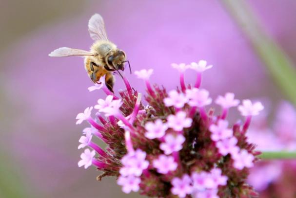 蜂蜜是蜜蜂吐出來(lái)還是拉出來(lái)的(蜜蜂產(chǎn)蜜過(guò)程詳解) 蜂蜜是蜜蜂吐出來(lái)還是拉出來(lái)的(蜜蜂產(chǎn)蜜過(guò)程詳解)