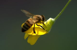 阿壩中蜂能在江蘇養(yǎng)嗎(阿壩蜂適合在全國(guó)養(yǎng)嗎) 阿壩中蜂能在江蘇養(yǎng)嗎(阿壩蜂適合在全國(guó)養(yǎng)嗎)