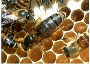 定地養殖意蜂會虧損嗎(當地的蜜源情況) 定地養殖意蜂會虧損嗎(當地的蜜源情況)