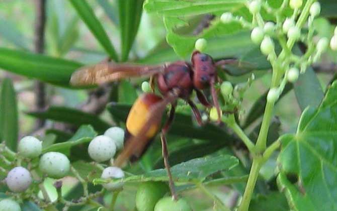 黃腰虎頭蜂是不是虎頭蜂(黃腰胡蜂是不是虎頭蜂) 黃腰虎頭蜂是不是虎頭蜂(黃腰胡蜂是不是虎頭蜂)