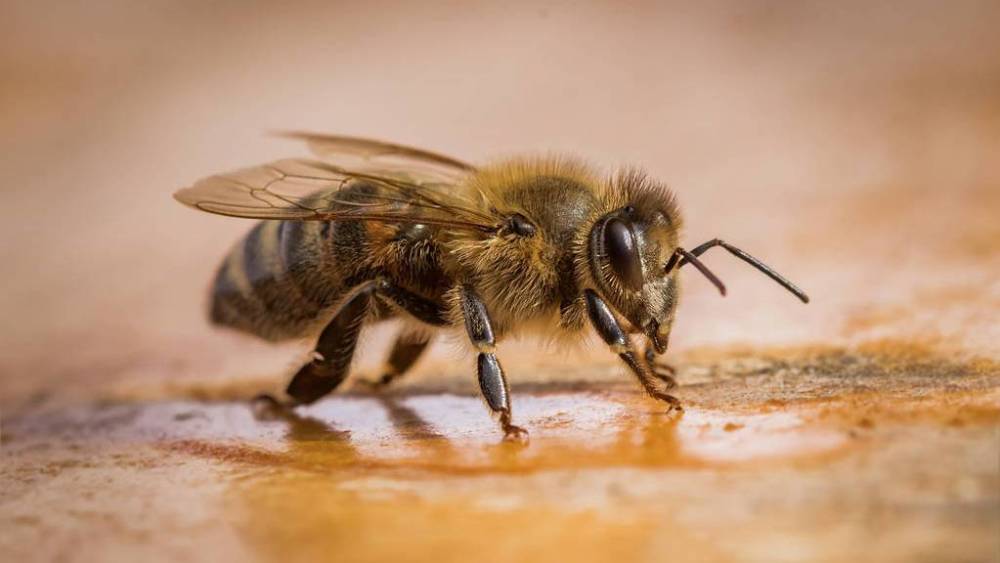 新手養(yǎng)蜂怎么樣投食(養(yǎng)蜂人飼喂蜂群的小技巧) 新手養(yǎng)蜂怎么樣投食(養(yǎng)蜂人飼喂蜂群的小技巧)
