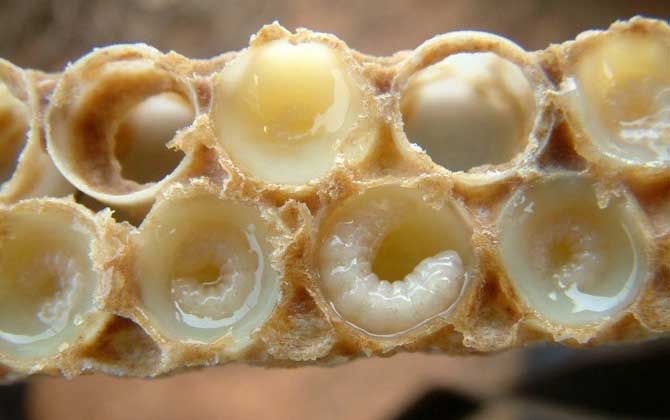 蜂王胎的功效(吃蜂王胎一年后有什么變化) 蜂王胎的功效(吃蜂王胎一年后有什么變化)