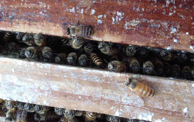 蜜蜂秋繁怎么管理（蜜蜂秋繁管理技術(shù)）