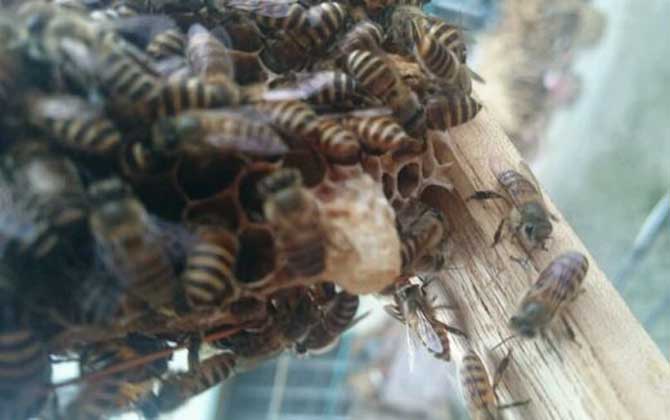 <p>     工蜂產卵是養蜂生產中經常遇到的事情，尤以蜂群失王且不能急造王臺時最為普遍，事實上工蜂也是具備一定生殖能力的雌蜂，有時工蜂產的卵甚至還能被急造成王臺，下面一起來看一看工蜂產的王臺是不是蜂王吧！ </p> <p style="TEXT-ALIGN: center">     <img alt="王臺"  data-cke-saved-src="http://www.kumifeng.com/uploadfile/2019/0716/20190716071017323.jpg"/> src="http://www.kumifeng.com/uploadfile/2019/0716/20190716071017323.jpg"/> </p> <p>     <strong>一、性別</strong> </p> <p>     工蜂和蜂王一樣是受精卵發育成的雌性蜜蜂，但工蜂的生殖器官發育并不完善，事實上導致這種差異的根本原因是工蜂和蜂王在幼蟲期的食物不同，其中蜂王始終以蜂王漿為食并能完成生殖器官的發育，而工蜂在吃三天蜂王漿之后就只能以花粉和花蜜為食。 </p> <p style="TEXT-ALIGN: center">     <img alt="王臺"  data-cke-saved-src="http://www.kumifeng.com/uploadfile/2019/0716/20190716071026507.jpg"/> src="http://www.kumifeng.com/uploadfile/2019/0716/20190716071026507.jpg"/> </p> <p>     <strong>二、產卵</strong> </p> <p>     工蜂實際上是具備一定生殖能力的雌性蜜蜂，當蜂群中有蜂王時工蜂卵巢發育會受到蜂王分泌的蜂王信息素所抑制，而且即便是有少數工蜂在產卵這些工蜂的卵也會被蜂王清理掉，一旦蜂群失王且無法急造王臺來培育新王時大量工蜂便會因卵巢發育而產卵。 </p> <p style="TEXT-ALIGN: center">     <img alt="王臺"  data-cke-saved-src="http://www.kumifeng.com/uploadfile/2019/0716/20190716071035956.jpg"/> src="http://www.kumifeng.com/uploadfile/2019/0716/20190716071035956.jpg"/> </p> <p>     <strong>三、造臺</strong> </p> <p>     蜂群失王后工蜂能用工蜂小幼蟲來急造王臺，但前提是群勢要足夠強且蜂群中有適齡工蜂小幼蟲，一旦蜂群不能急造王臺則大量工蜂開始產卵且少數工蜂卵也能完成孵化，若此時蜂群仍有強烈的育王意念時甚至還能看到工蜂用工蜂卵孵化成的幼蟲急造王臺。 </p> <p style="TEXT-ALIGN: center">     <img alt="王臺"  data-cke-saved-src="http://www.kumifeng.com/uploadfile/2019/0716/20190716071045833.jpg"/> src="http://www.kumifeng.com/uploadfile/2019/0716/20190716071045833.jpg"/> </p> <p>     <strong>四、論述</strong> </p> <p>     工蜂產卵急造成的王臺絕對不能培育出蜂王，原因是工蜂的生殖器官發育不完善且只能產未受精卵，這些未受精卵就算能順利孵化也只能發育成雄蜂，而蜂王則必須是由受精卵發育成且終身以蜂王漿為食的雌蜂，另外工蜂卵急造的王臺很快會被蜂群破壞掉。 </p> <p>     綜上所述，蜂群失王后工蜂雖然能因卵巢發育而產卵，但只能產未受精卵(卵細胞)且只能發育成雄蜂，因此工蜂產卵急造的王臺絕對不能培育出蜂王，而且在這些王臺羽化之前往往會被蜂群破壞掉。 </p>