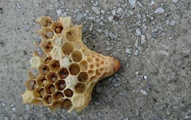 <p>     工蜂產卵是養蜂生產中經常遇到的事情，尤以蜂群失王且不能急造王臺時最為普遍，事實上工蜂也是具備一定生殖能力的雌蜂，有時工蜂產的卵甚至還能被急造成王臺，下面一起來看一看工蜂產的王臺是不是蜂王吧！ </p> <p style="TEXT-ALIGN: center">     <img alt="王臺"  data-cke-saved-src="http://www.kumifeng.com/uploadfile/2019/0716/20190716071017323.jpg"/> src="http://www.kumifeng.com/uploadfile/2019/0716/20190716071017323.jpg"/> </p> <p>     <strong>一、性別</strong> </p> <p>     工蜂和蜂王一樣是受精卵發育成的雌性蜜蜂，但工蜂的生殖器官發育并不完善，事實上導致這種差異的根本原因是工蜂和蜂王在幼蟲期的食物不同，其中蜂王始終以蜂王漿為食并能完成生殖器官的發育，而工蜂在吃三天蜂王漿之后就只能以花粉和花蜜為食。 </p> <p style="TEXT-ALIGN: center">     <img alt="王臺"  data-cke-saved-src="http://www.kumifeng.com/uploadfile/2019/0716/20190716071026507.jpg"/> src="http://www.kumifeng.com/uploadfile/2019/0716/20190716071026507.jpg"/> </p> <p>     <strong>二、產卵</strong> </p> <p>     工蜂實際上是具備一定生殖能力的雌性蜜蜂，當蜂群中有蜂王時工蜂卵巢發育會受到蜂王分泌的蜂王信息素所抑制，而且即便是有少數工蜂在產卵這些工蜂的卵也會被蜂王清理掉，一旦蜂群失王且無法急造王臺來培育新王時大量工蜂便會因卵巢發育而產卵。 </p> <p style="TEXT-ALIGN: center">     <img alt="王臺"  data-cke-saved-src="http://www.kumifeng.com/uploadfile/2019/0716/20190716071035956.jpg"/> src="http://www.kumifeng.com/uploadfile/2019/0716/20190716071035956.jpg"/> </p> <p>     <strong>三、造臺</strong> </p> <p>     蜂群失王后工蜂能用工蜂小幼蟲來急造王臺，但前提是群勢要足夠強且蜂群中有適齡工蜂小幼蟲，一旦蜂群不能急造王臺則大量工蜂開始產卵且少數工蜂卵也能完成孵化，若此時蜂群仍有強烈的育王意念時甚至還能看到工蜂用工蜂卵孵化成的幼蟲急造王臺。 </p> <p style="TEXT-ALIGN: center">     <img alt="王臺"  data-cke-saved-src="http://www.kumifeng.com/uploadfile/2019/0716/20190716071045833.jpg"/> src="http://www.kumifeng.com/uploadfile/2019/0716/20190716071045833.jpg"/> </p> <p>     <strong>四、論述</strong> </p> <p>     工蜂產卵急造成的王臺絕對不能培育出蜂王，原因是工蜂的生殖器官發育不完善且只能產未受精卵，這些未受精卵就算能順利孵化也只能發育成雄蜂，而蜂王則必須是由受精卵發育成且終身以蜂王漿為食的雌蜂，另外工蜂卵急造的王臺很快會被蜂群破壞掉。 </p> <p>     綜上所述，蜂群失王后工蜂雖然能因卵巢發育而產卵，但只能產未受精卵(卵細胞)且只能發育成雄蜂，因此工蜂產卵急造的王臺絕對不能培育出蜂王，而且在這些王臺羽化之前往往會被蜂群破壞掉。 </p>