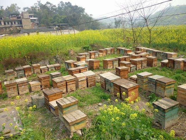 蜜蜂孢子蟲病如何防治? 蜜蜂孢子蟲病如何防治?