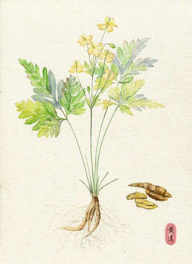 中草藥蜜源植物有哪些(常見的蜜源植物有哪些) 中草藥蜜源植物有哪些(常見的蜜源植物有哪些)