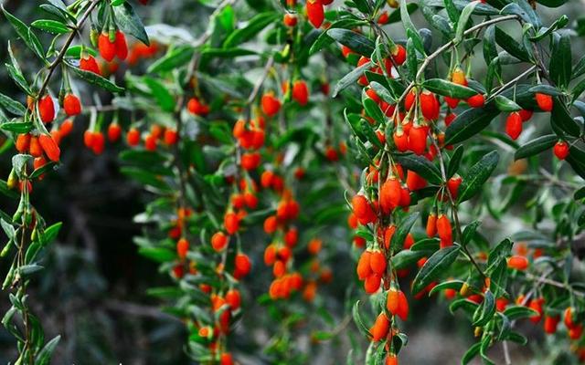 中草藥蜜源植物有哪些(常見的蜜源植物有哪些) 中草藥蜜源植物有哪些(常見的蜜源植物有哪些)