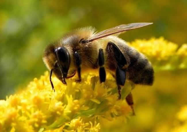 【蜜蜂養(yǎng)殖】一箱意蜂一年分幾箱? 一箱意蜂一年分幾箱?