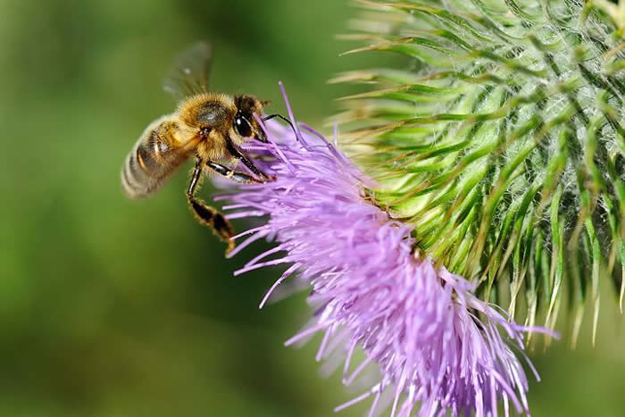 【蜜蜂養(yǎng)殖】一箱意蜂一年分幾箱? 一箱意蜂一年分幾箱?
