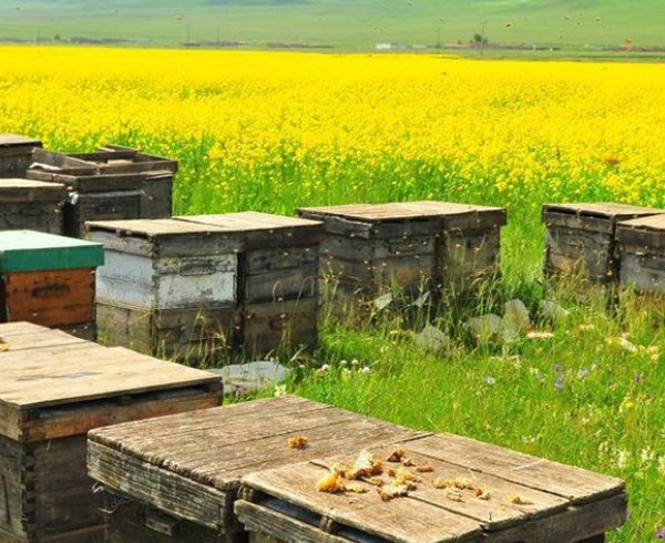 蜜蜂為什么棄巢逃跑(蜜蜂逃跑的原因) 蜜蜂為什么棄巢逃跑(蜜蜂逃跑的原因)