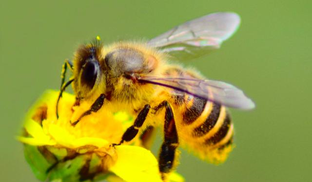 蜂王被工蜂咬死是什么原因(雙王群中一只蜂王被工蜂咬死是什么問題) 蜂王被工蜂咬死是什么原因(雙王群中一只蜂王被工蜂咬死是什么問題)