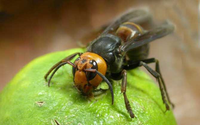黑絨胡蜂(黑腹虎頭蜂的特點及分布) 黑絨胡蜂(黑腹虎頭蜂的特點及分布)