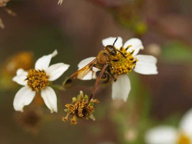 【蜜蜂知識】天氣冷了蜜蜂怎樣管理? 天氣冷了蜜蜂怎樣管理?