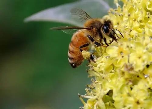 下雨天偵查蜂會(huì)出動(dòng)嗎（偵查蜂一般會(huì)跑多遠(yuǎn)）