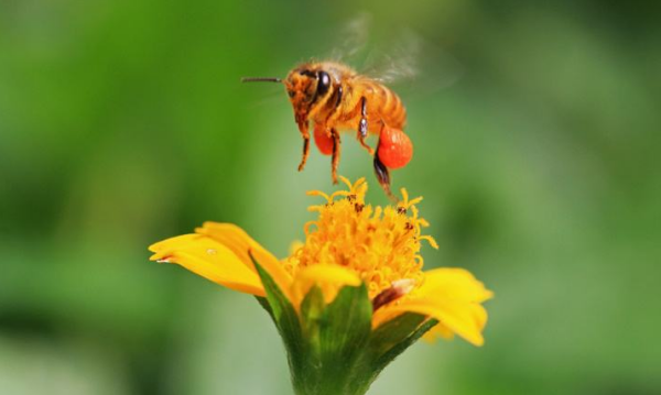 下雨天偵查蜂會(huì)出動(dòng)嗎（偵查蜂一般會(huì)跑多遠(yuǎn)）