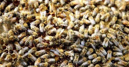 大蜂場如何殺螞蟻(養蜂場內有螞蟻怎樣處理) 大蜂場如何殺螞蟻(養蜂場內有螞蟻怎樣處理)