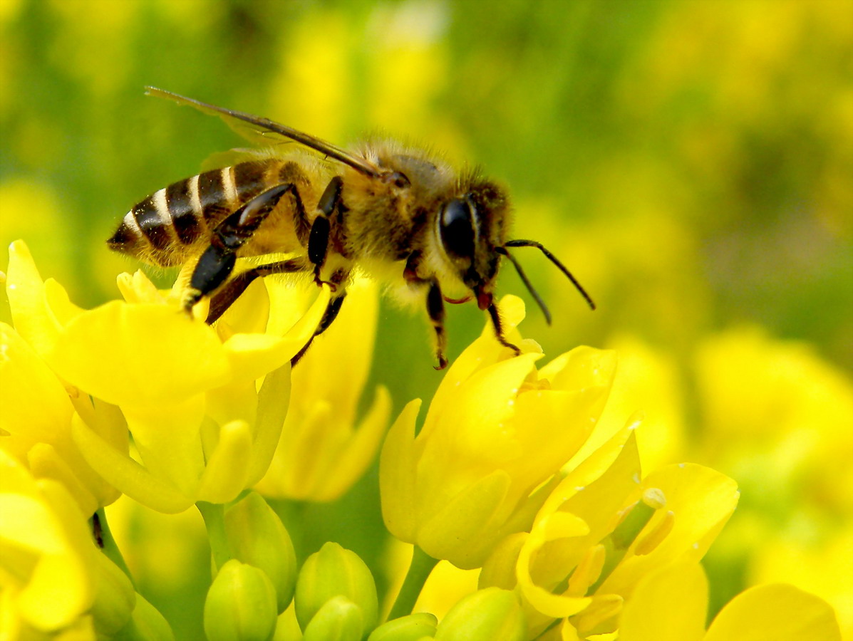 大蜂場如何殺螞蟻(養蜂場內有螞蟻怎樣處理) 大蜂場如何殺螞蟻(養蜂場內有螞蟻怎樣處理)