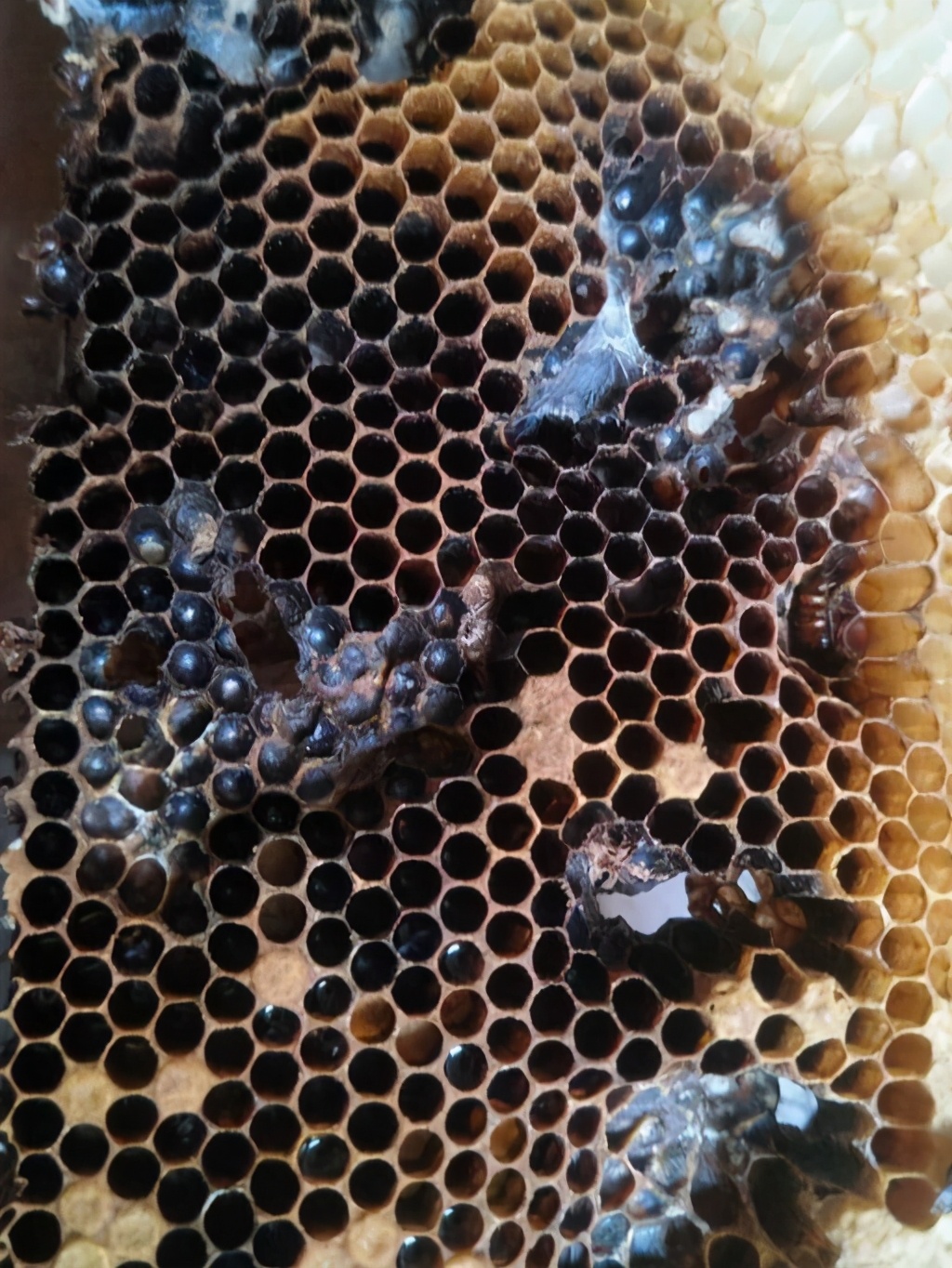 蜜蜂棄王而逃是跟別的蜂王跑了嗎(蜂群逃跑的四大原因) 蜜蜂棄王而逃是跟別的蜂王跑了嗎(蜂群逃跑的四大原因)