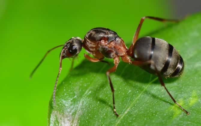 蜜蜂和螞蟻有什么區別? 蜜蜂和螞蟻