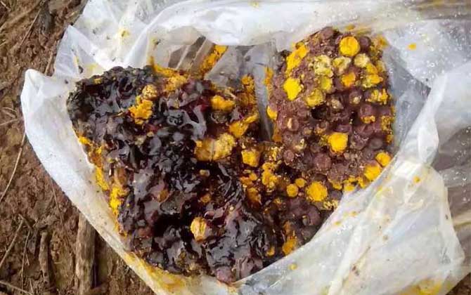 酸蜂如何分蜂 酸蜂如何分蜂