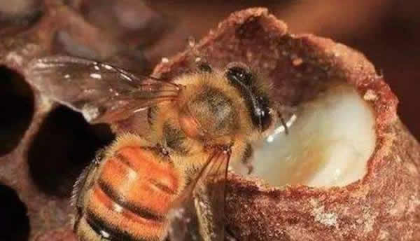 工蜂如何喂養幼蟲的? 工蜂如何喂養幼蟲的?