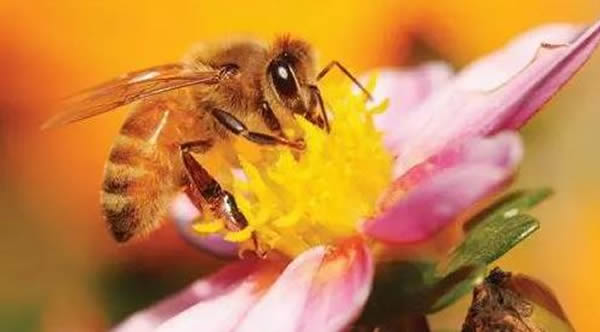 工蜂如何喂養幼蟲的? 工蜂如何喂養幼蟲的?