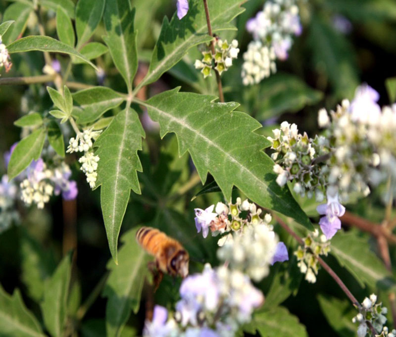 黑大蜜蜂 黑大蜜蜂