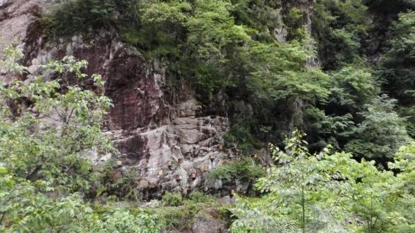 黑大蜜蜂 黑大蜜蜂