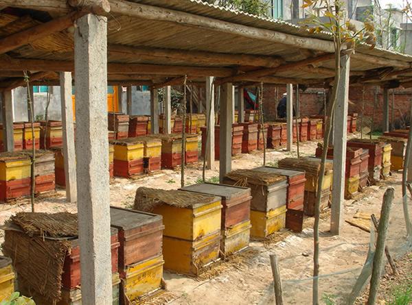 新王交尾失敗的原因(影響蜜蜂蜂王交尾成功的因素) 新王交尾失敗的原因(影響蜜蜂蜂王交尾成功的因素)