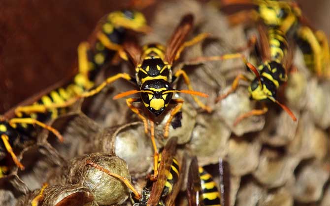 虎頭蜂是不是馬蜂(虎頭蜂與馬蜂的區別) 虎頭蜂是不是馬蜂(虎頭蜂與馬蜂的區別)